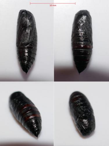 Ochropleura leucogaster